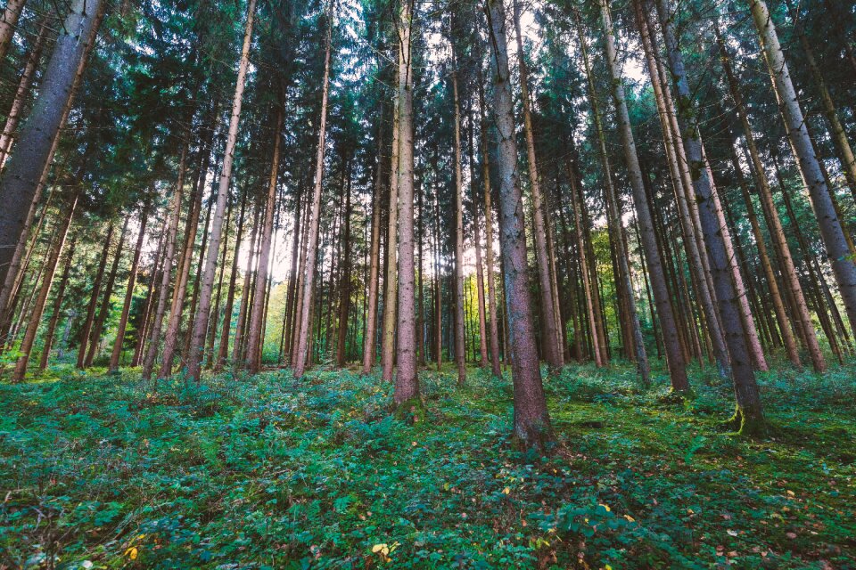 Landscape forest trees