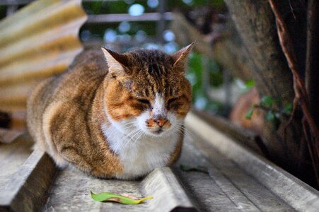 Cat nature fur