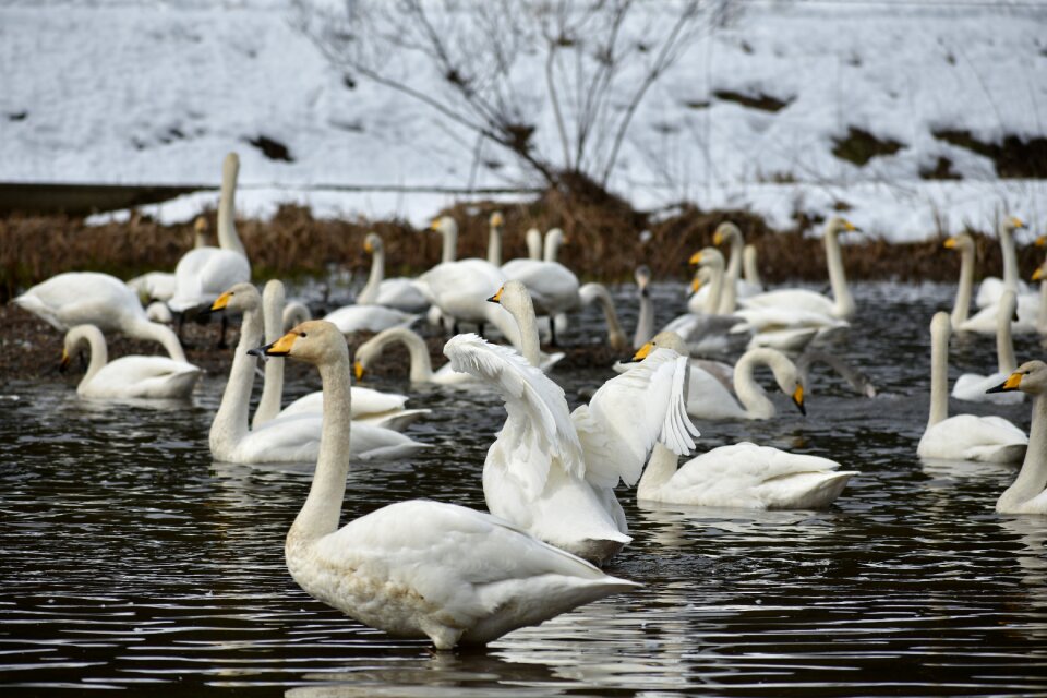 Bird wild birds waterfowl