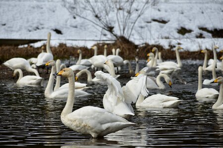 Bird wild birds waterfowl