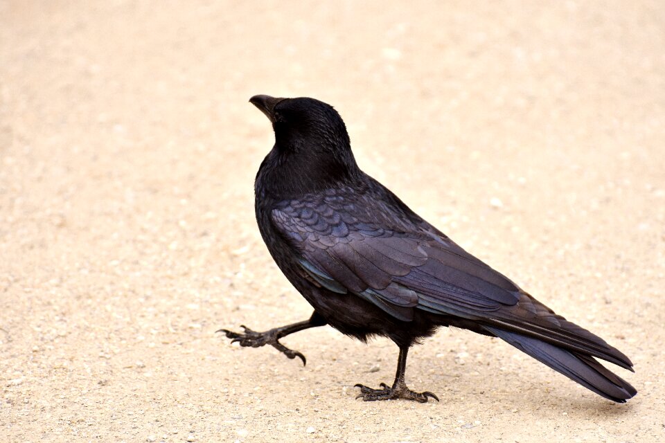 Crow animal nature photo