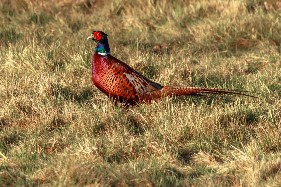 Outdoors animal pheasant