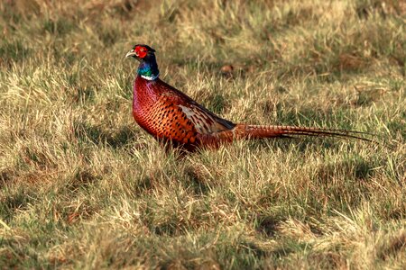Outdoors animal pheasant