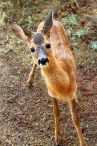 Forest forest animal fauna