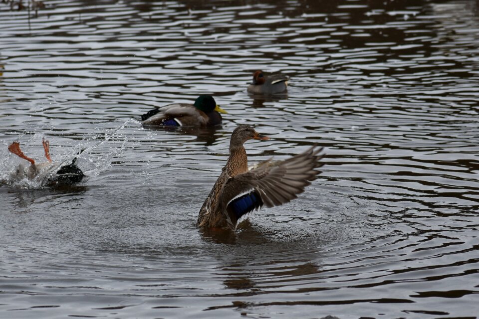 Bird waterfowl wild birds
