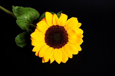 Yellow black background flower