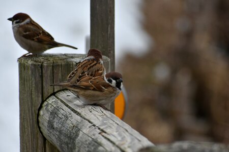 Wild birds little bird sparrow photo