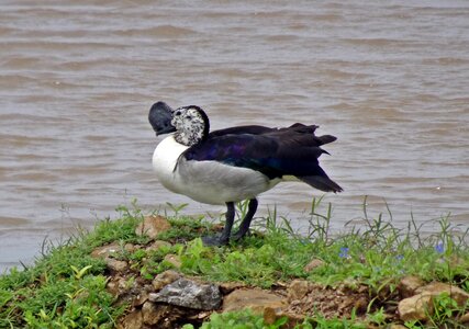 Sarkidiornis melanotos african comb duck water fowl