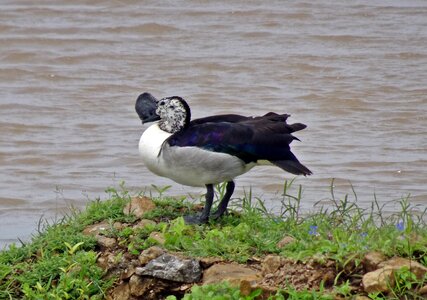 Sarkidiornis melanotos african comb duck water fowl photo