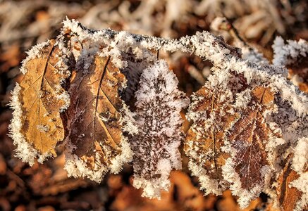 Oak oak leaf dry photo