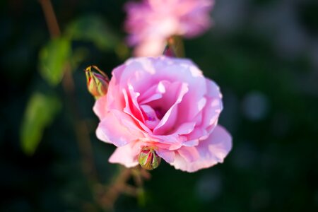 Leaf garden rose