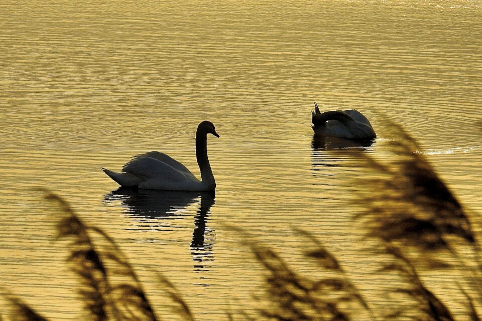 Reflection nature swans
