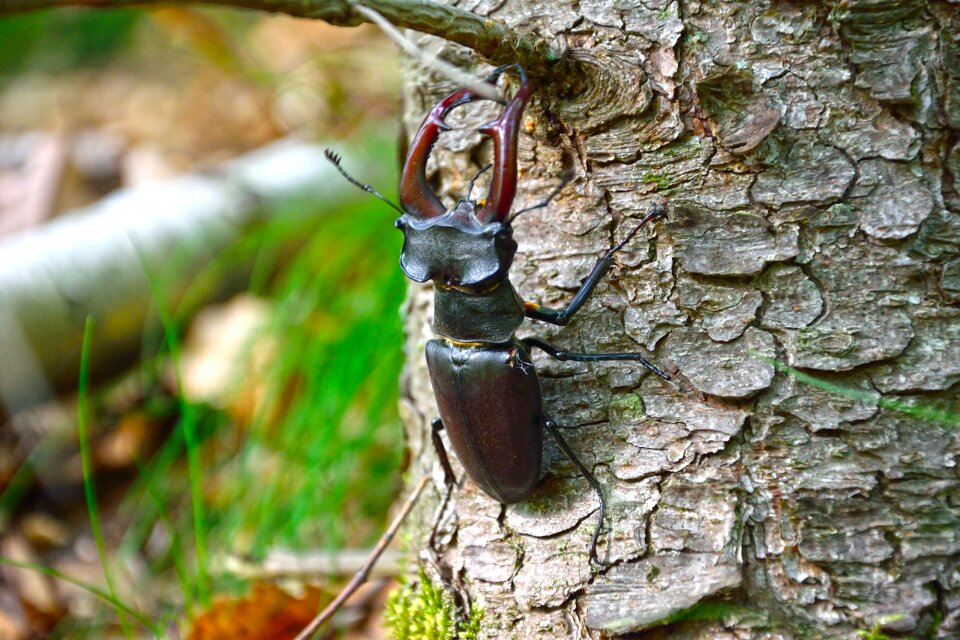 Wood bark tree