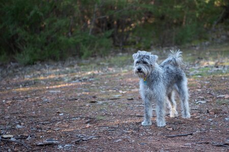 Animal canine mixed-breed photo