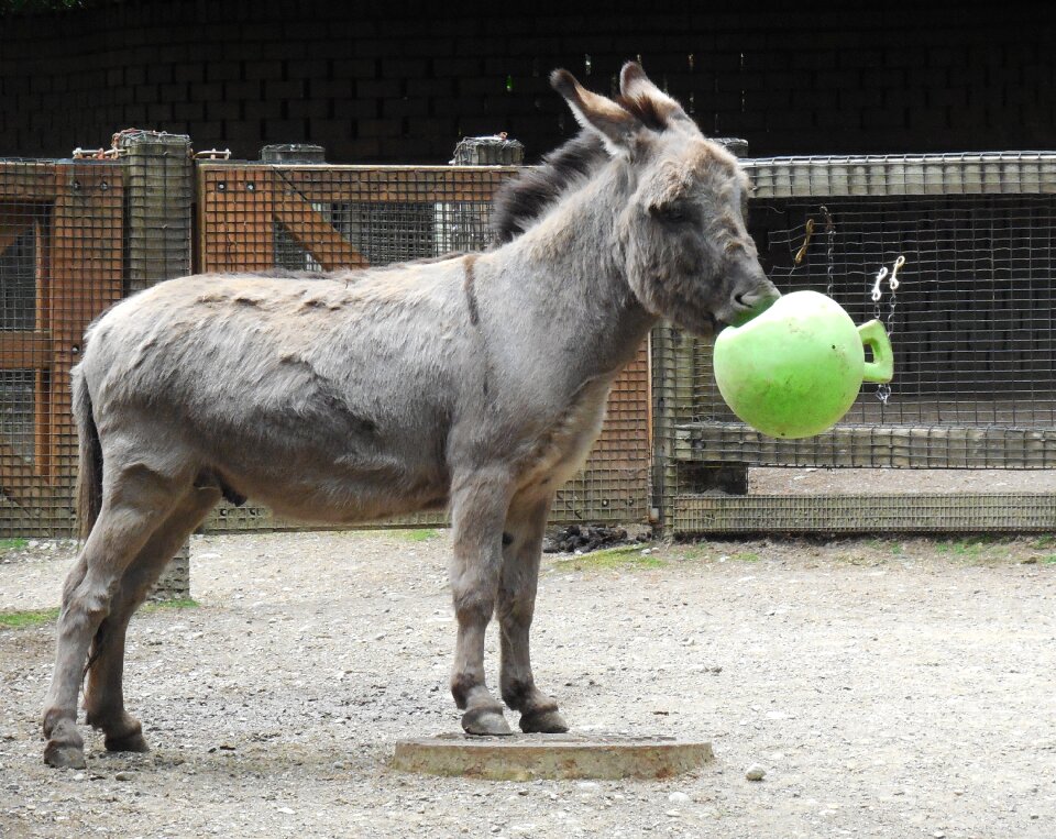 Domestic pasture gray