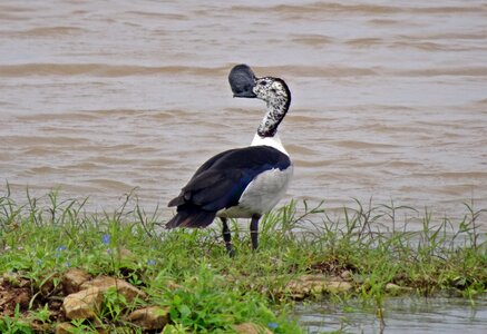 Sarkidiornis melanotos african comb duck water fowl photo