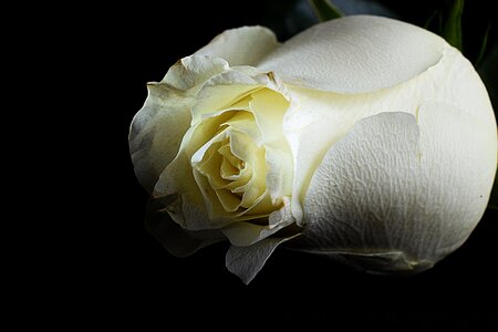 White rose black background flower