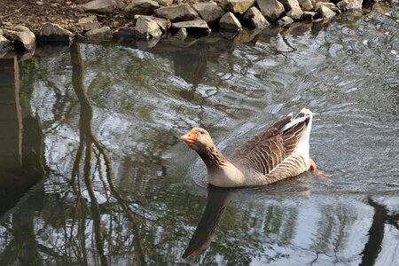Lake bird animal