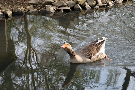 Lake bird animal photo