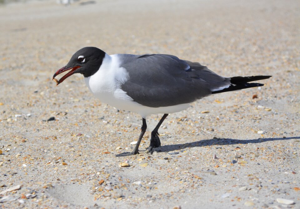 Nc bird-photography gull-bird
