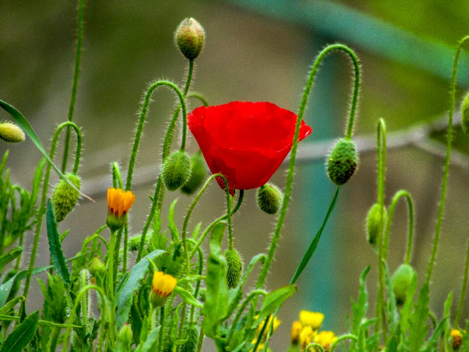 Nature wild flowers spring