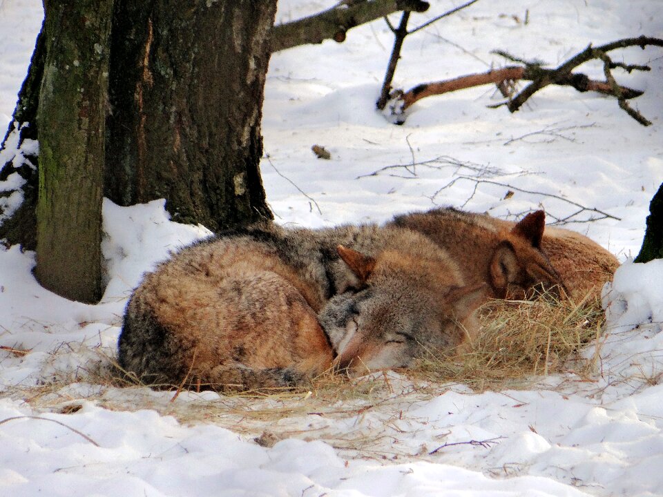 Forest wild animals nature