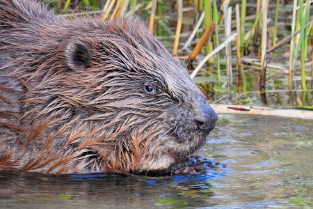 Nature mammal beaver