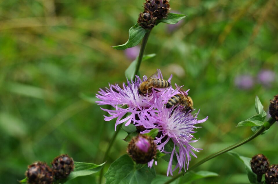 Flower sprinkle honey bee photo