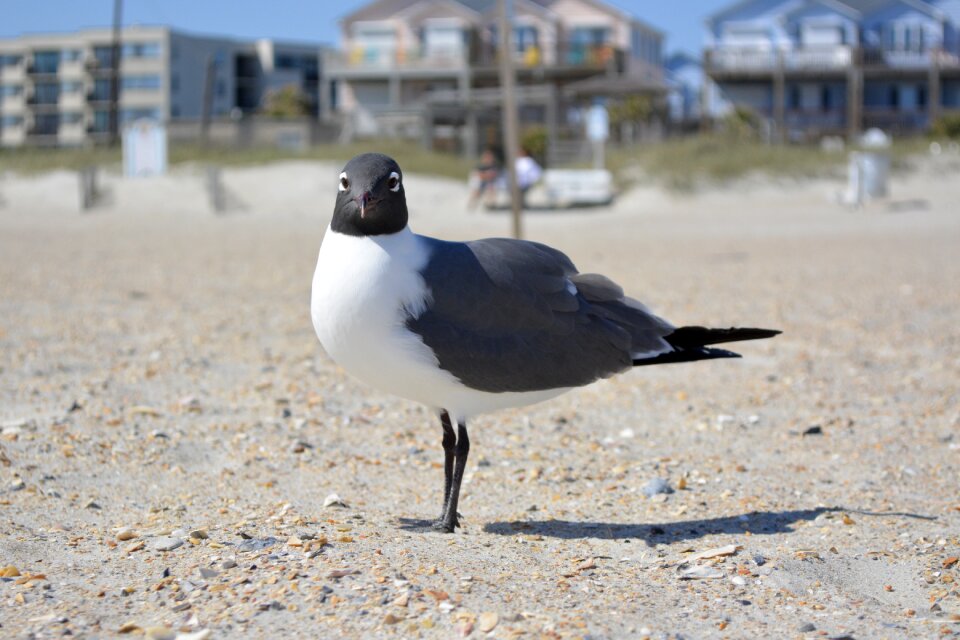 Nc bird-photography gull-bird