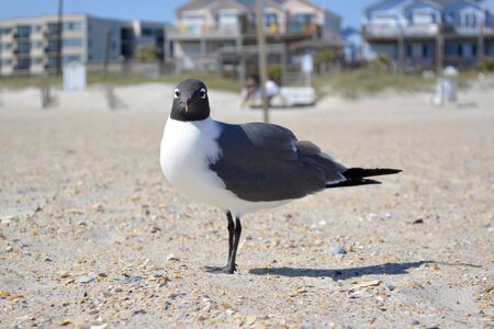 Nc bird-photography gull-bird