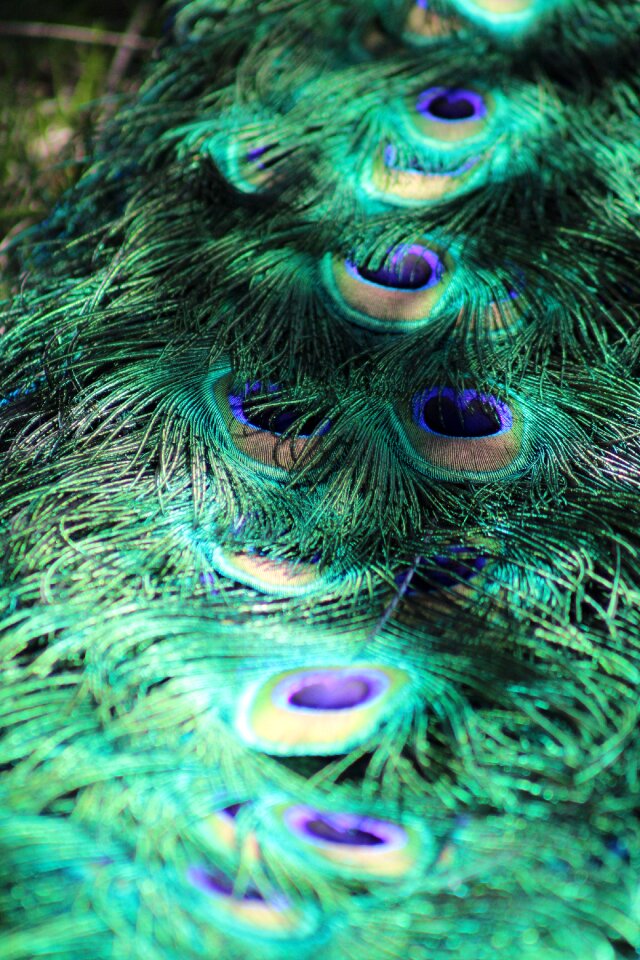 Bird animal nature