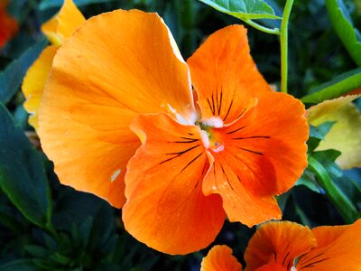 Nature colored beauty
