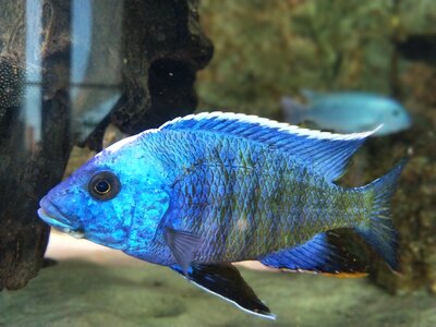 Fish blue water photo