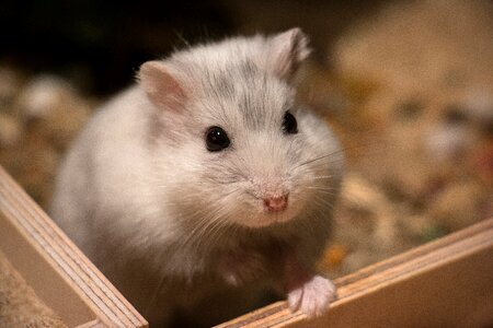 Animal hamster dwarf hamster photo