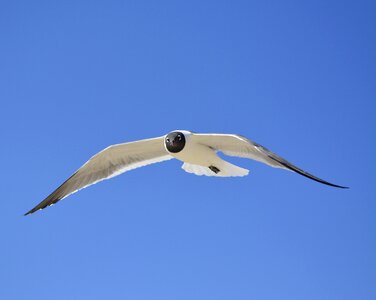 Blue sky seabird bird