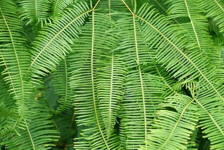 Nature forest macro