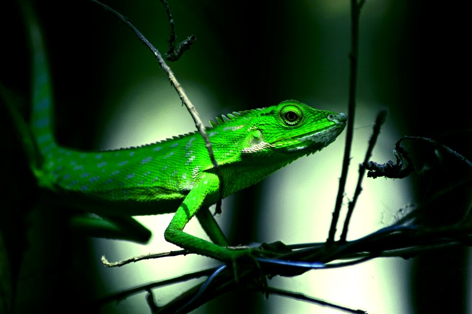 Wildlife nature animal