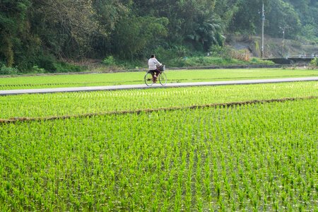 Chinese paddy taiwan