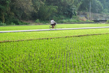 Chinese paddy taiwan photo