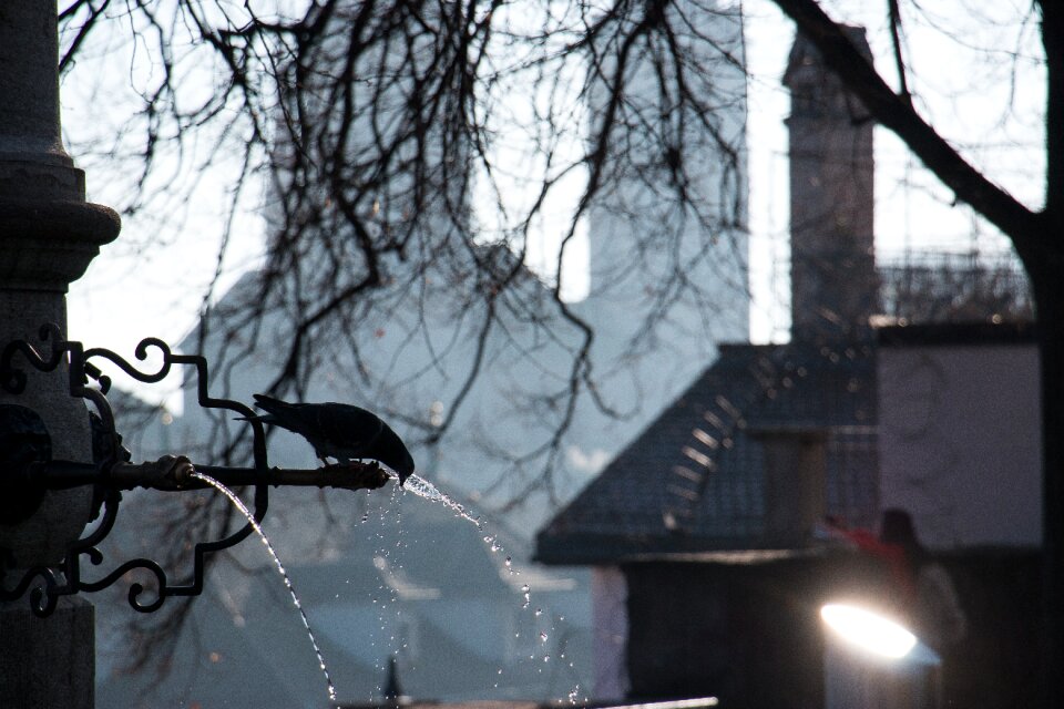 Tree zurich fountain