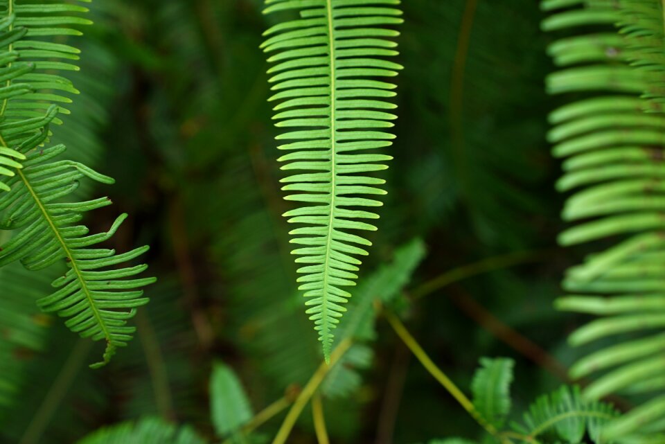 Nature forest macro