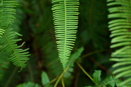 Nature forest macro photo