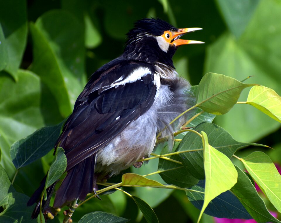 Bird orange beak asian pied starling