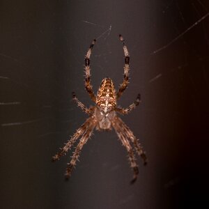 Phobia insect araneus