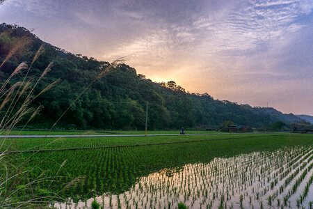 Chinese paddy taiwan