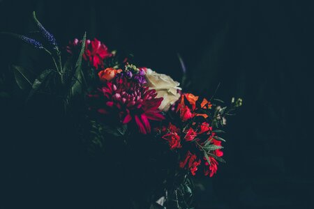 Petals leaves rose