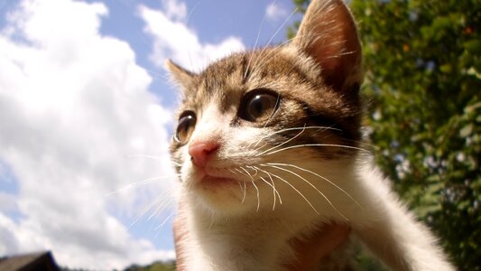 Nature wood domestic cat