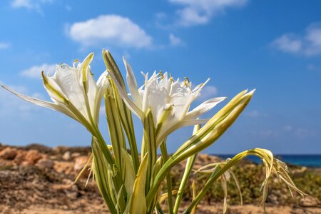 Sand plant flora