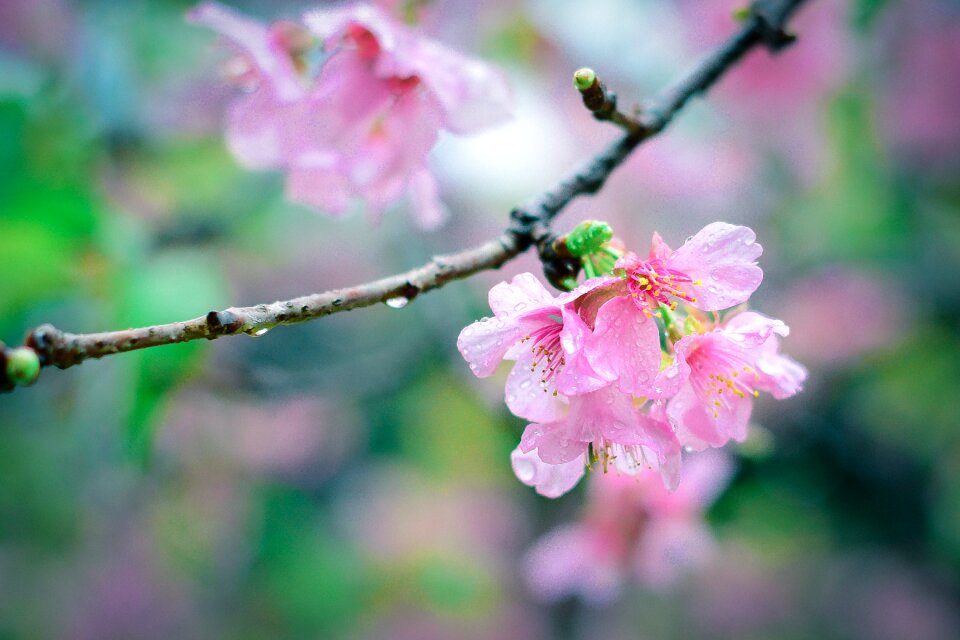 Blossom spring nature