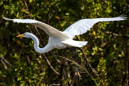Birding nature wildlife
